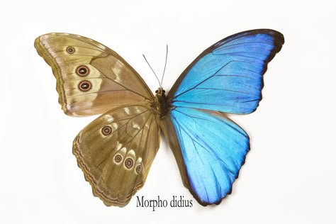 Blue Morpho Butterfly, Morpho didius, photography by:  Darrell Gulin Morpho Art Book, Morpho Butterfly Painting, Blue Emperor Butterfly, Queer Animals, Morpho Butterfly Tattoo, Morpho Azul, Tattoos Butterflies, Morpho Didius, Butterfly Morpho