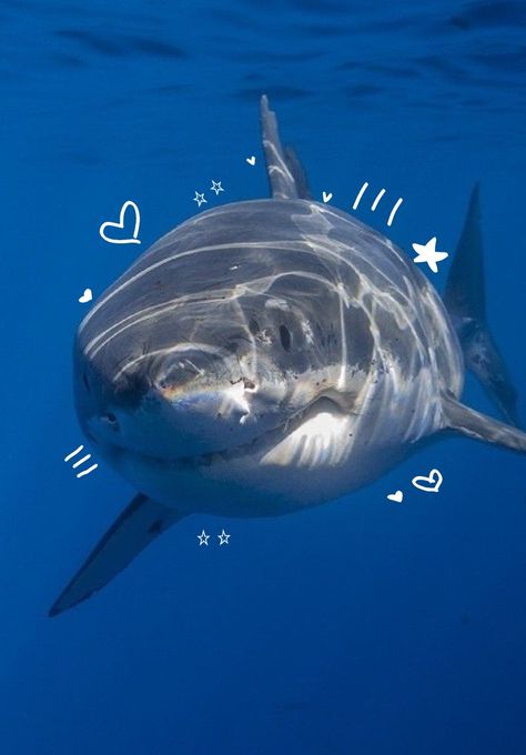 Shark Lover, Cute Shark, Animals