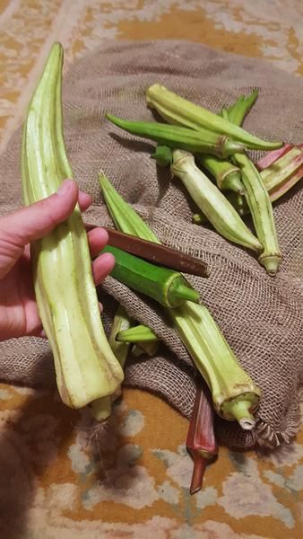 What To Do With Overgrown Okra, Seeds Recipes, Seed Granola, Okra Seeds, Amazing Food Hacks, Edible Seeds, Yummy Meals, Winter Comfort Food, Comfort Food Southern