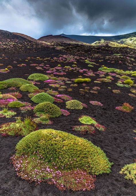 Astracantha Sicula Plants-Mt. Etna, Sicily Sicily Travel, Italy Landscape, Photography Canon, Regions Of Italy, Italy Travel Tips, Sicily Italy, Italy Vacation, Trotter, Sardinia