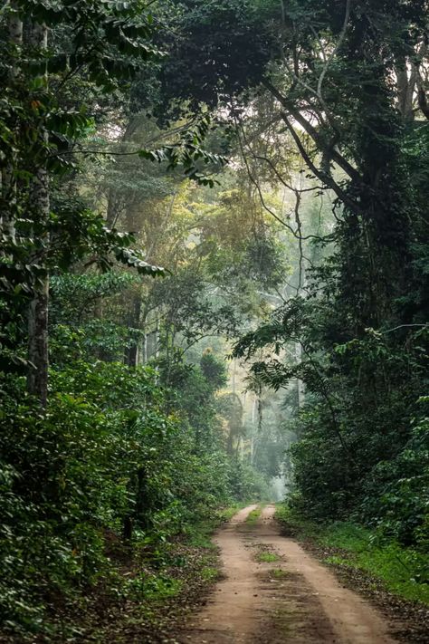 In search of the ‘village of the elephants’, deep in the central African rainforest | Financial Times African Jungle Aesthetic, Congo Rainforest, Forest Elephant, African Rainforest, African Forest, African Nature, Lush Rainforest, Collage Fashion, African Jungle