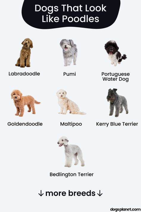 Looking for dog breeds that are similar to a Poodle? Check out these 12 dogs that look like Poodles. Poodle Cross Breeds, Poodle Mix Breeds, Kerry Blue Terrier, Portuguese Water Dog, Dog Info, Poodle Mix, Small Dog Breeds, Mixed Breed, Labradoodle