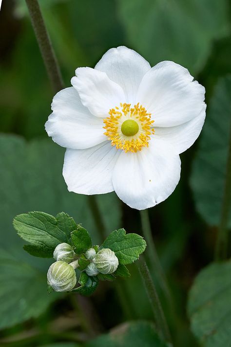 Japanese Anemone White, Anenome Flower, Anemone Japonica, Simple Paper Flowers, Flower Pattern Art, Flowers And Their Meanings, Modern Summer Wedding, White Anemone Flower, Flower Species