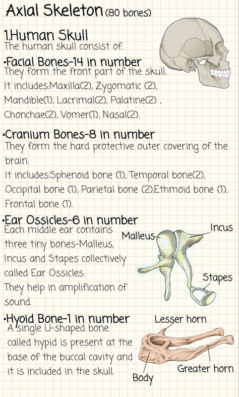 Skeleton Biology Notes, Anatomy And Physiology Skeletal System, The Skeletal System Notes, Axial Skeleton Anatomy Notes, Skeleton System Anatomy Notes, Skeletal System Notes Aesthetic, Anatomy And Physiology Notes Study Nursing Schools, Axial Skeleton Anatomy, College Anatomy And Physiology Notes