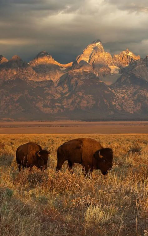 Buffalo Animal, Yellowstone Vacation, Americana Aesthetic, Mountains Aesthetic, Western Artwork, American Bison, Seasons Change, Jackson Hole, America The Beautiful