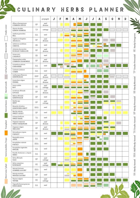 A3 Culinary Herbs Growing Planner // Allotment and Garden Calendar // Planting and Harvesting Year Poster - Etsy Australia Herb Planting Calendar, Allotment Planner, Icon Reference, Herbs Growing, Colour Poster, Mid Wales, Flower Calendar, Vegetable Garden Planner, Planting Calendar