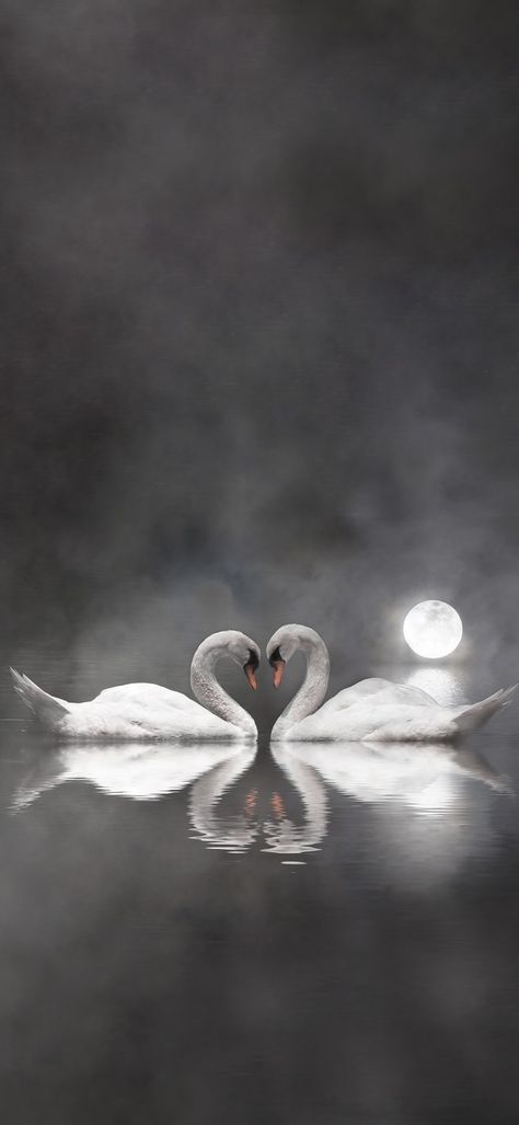 Swan Wallpaper Aesthetic, White Swan Wallpaper, Swan Aesthetic Wallpaper, Swan Lake Wallpaper, Swans Wallpaper, Lucky Picture, Swan Pictures, Swan Wallpaper, Ethereal Photography