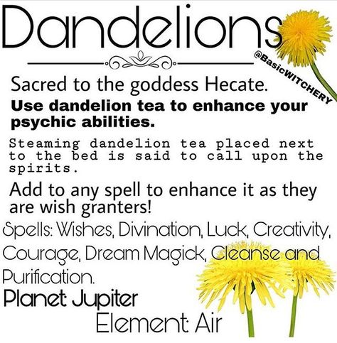 Basic W I T C H E R Y on Instagram: “D A N D E L I O N S 🌼 Well they’re everywhere right now so I thought it would be appropriate to give this another share ✨ . Please be…” Dandelion Leaf, Herbal Witch, Pagan Magic, Magickal Herbs, Witchy Tips, Tea Places, Dandelion Tea, Green Witchcraft, Magic Herbs