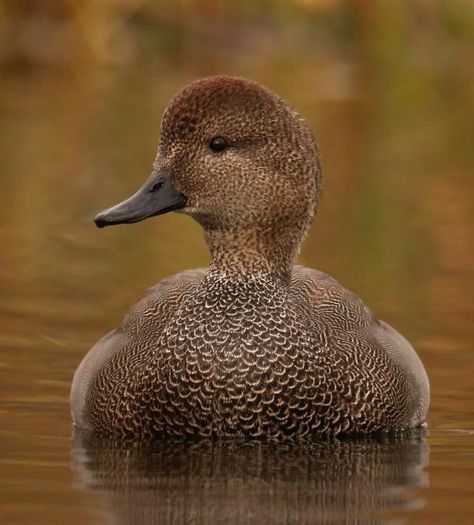 Gadwall Duck, Duck Reference, Duck Pics, Redhead Duck, Waterfowl Taxidermy, Waterfowl Art, Duck Species, Bird Reference, Aquatic Birds