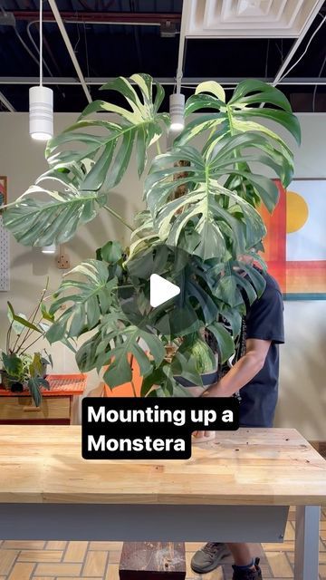 Tyler Cichonski on Instagram: "I’m very excited to share part of a project I’ve been working on since November. This Monstera mint and 3 other towers will be on display starting next month. Stay tuned for more details. This design is a working prototype that I’ll be adapting for production in the fall. I built it extra strong to support my biggest plants. I left the vertical supports raw so that the roots will latch onto them. The combo of raw wood + a clear moss pole has been giving me better results than either alone. It makes sense considering these climb on trees. #plants #monstera #monsteramint #aroids #houseplants #plantsofinstagram" Climbing Monstera Plant, Monstera Climbing Wall, Monstera Plant Stand, Monstera Plant Support, Plants Monstera, Moss Pole, Tall Planters, Big Plants, Climbing Wall