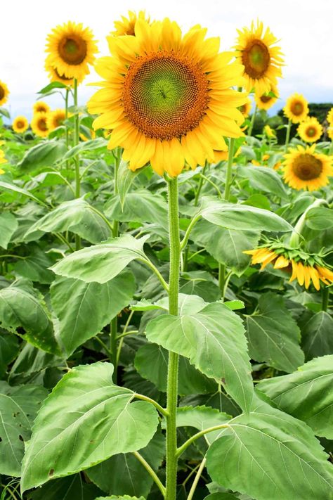 Planting Sunflower Seeds, Black Oil Sunflower, Sunflower Plant, Black Oil Sunflower Seeds, Growing Sunflowers, Planting Sunflowers, Flowers Photography Wallpaper, Wildlife Gardening, Vibrant Flowers