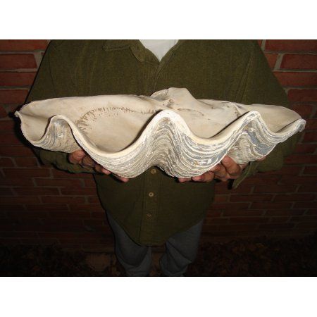 Giant 22" Clam Shell Tridacna Gigas Clamshell White and Gray Seashell - Walmart.com Seashore Decor, Giant Clam Shell, Giant Clam, Lilly Pad, Beach House Coastal, House Coastal, Harbour Island, Shower Fixtures, Coastal Carolina