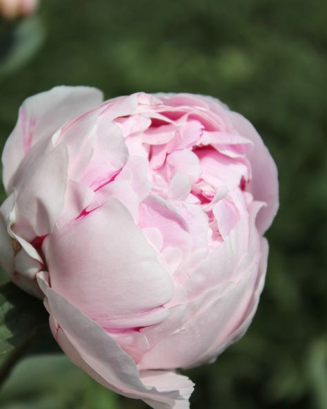 Nothing quite as exciting as waiting for a peony to burst into bloom! Plant peony 'Sarah Bernhardt' this fall and watch your garden grow! 🤩✨🌱 Available for pre-order on the Coast Farms Shop! Shipping all across Canada this fall! Peony Sarah Bernhardt, Farm Shop, Peonies, Flowers, Plants, Instagram