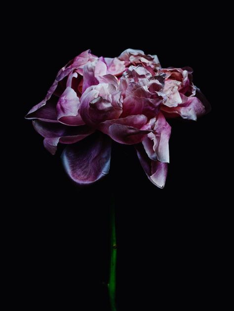 Billy Kidd photography Billy Kidd, Billy Kid, Growth And Decay, Dark Flowers, Dark Floral, Natural Forms, Something Beautiful, Flowers Photography, Black Background