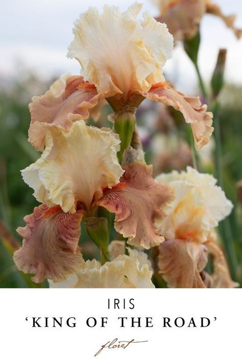 Iris King of the Road grhttps://library.floretflowers.com/collections/irises/products/iris-king-of-the-roadowing in the field Iris Wedding Flowers, Iris Varieties, Iris Wedding, Library Of Flowers, King Of The Road, Planning Sheet, World Of Flowers, Flower Varieties, Iris Garden