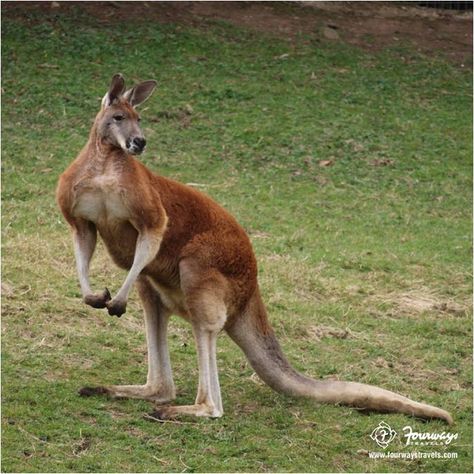 #Much2Learn Red Kangaroo is the national animal of #Australia Kangaroo Wallpaper, Kangaroo Image, Kangaroo Tail, Funny Looking Animals, Elephant Shrew, Wallpaper Animals, Red Kangaroo, National Animal, Answer The Question