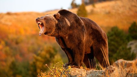 Fur and Fury! Strongest Animal, Bear Hunting, Extinct Animals, Grizzly Bear, Banff National Park, Animals Of The World, Black Bear, Animal Photo, A Train