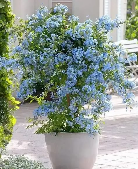 36 Best Blue Flowers To Grow In Containers | Balcony Garden Web Heat Tolerant Flowers, Blue Flowers Garden, Full Sun Flowers, Blue Plants, Container Gardening Flowers, Cottage Garden Design, Garden Containers, Blue Garden, Creative Gardening