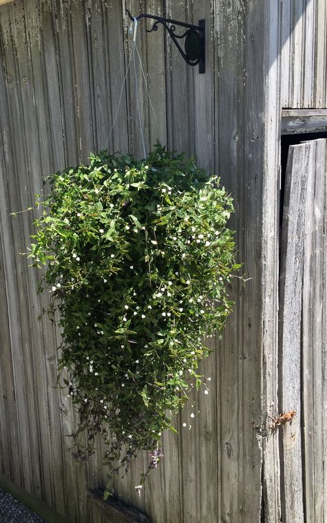 Bridal Veil Plant Bridal Veil Plant, Plants 101, Container Gardens, Hanging Plant, Indoor Gardening, Deck Garden, Garden Tips, Plant Mom, All About Plants