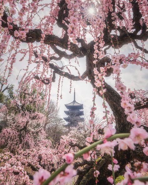 Cleolinda Industries on Tumblr Japan Sakura, Sakura Tree, Whatsapp Wallpaper, Sakura Flower, Pretty Landscapes, Japan Aesthetic, Aesthetic Japan, Japanese Aesthetic, Spring Aesthetic