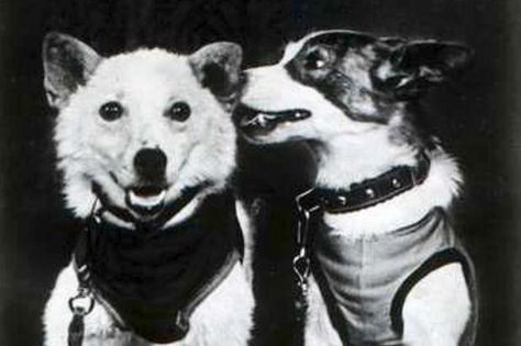 Belka and Strelka, first dogs to make an orbital flight and live Soviet Space Dogs, Belka And Strelka, Atomic Era, Space Dog, Soviet Art, Star Children, Bad Dog, Silly Animals, Vintage Dog