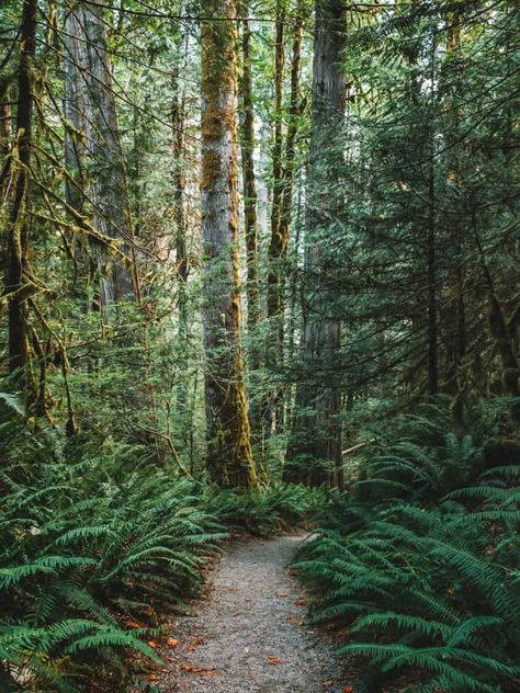 Exploring North Cascades National Park: A Rocky Path Through Giant Ferns and Mossy Cedar Trees Rainy Lake, Mountain Terrain, Diablo Lake, Cascades National Park, Cascade National Park, North Cascades National Park, Cedar Trees, Mountain Travel, North Cascades