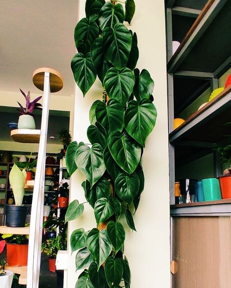 🌿💚 Imagine a home filled with the lush, heart-shaped leaves of the Heart Leaf Philodendron. This plant not only enhances your decor but also purifies the air, making your space healthier and more vibrant. Bring one home today and feel the difference! 🌱✨ #HeartLeafPhilodendron #HealthyLiving #greenHome #Montanaplantstudio Heart Leaf Philodendron, Heart Leaf, One Home, First Home, Lush, Make It Yourself, Plants, Quick Saves