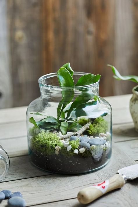 Recycled Glass Jar Terrarium | Anthropologie Glass Jar Terrarium, Jar Terrarium, Planting Succulents Indoors, Bottle Terrarium, Diy Succulent Terrarium, Fish Tank Terrarium, Indoor Water Garden, Succulent Gardens, Pothos Plant