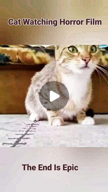 XBookInstaTube on Instagram: "Hilarious expressions of a cat watching the horror film ..the end is epic  Credits: RM Videos   #catwatchingtv #cat #cutecat #funnycat #catlovers #catfun #catfunny" Funny Talking Cats, Hilarious Cat Videos, Cat Animation Gif, Crazy Cats Videos, Ugly Kitten, Funny Cat Videos Can't Stop Laughing, Funny Cat Videos Hilarious, Ugly Cats Funny, Cat Videos Hilarious