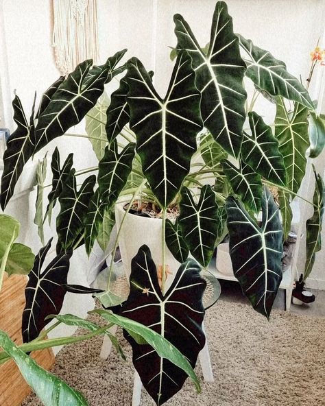 Alocasia Frydek Plant, alocasia, Alocasia Frydek Variegata, alocasia lovers, Alocasia Dragon Scale, Alocasia Amazonica Polly Variegated, Alocasia Collection Home Plants Aesthetic, Fleurs Aesthetic, Tiger Shirts, Alocasia Frydek, Angry Tiger, Shirt Patterns, Plants Aesthetic, Home Plants, Plant Study