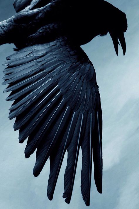 Crow Aesthetic, Raven Aesthetic, Geometric Tattoo Arm, Raven Bird, Deer Tattoo, Raven Tattoo, Crow Art, Raven Art, Fox Tattoo