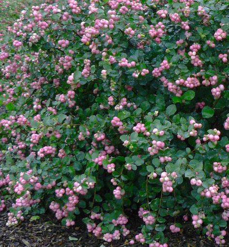 Proud Berry Coral Berry, Coral Berry Plant, Proud Berry Coral Berry Shrub, Coral Berry Shrub, Pink Bushes Flowering Shrubs, Coralberry Bush, Arkansas Gardening, Coral Berry, Woodland Garland