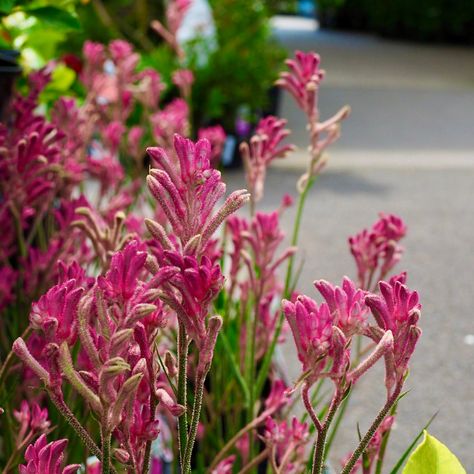 🦘🌺 Ready to add a unique touch to your garden? Dive into our blog post, "Quick Guide: Kangaroo Paws"! Discover the captivating beauty of these Australian native plants, learn about their vibrant colours and intriguing shapes, and get expert tips on growing and caring for them. Enhance your garden with the exotic allure of Kangaroo Paws! 🌿🌼 #KangarooPaws #NativePlants #GardenInspiration Kangaroo Paw Plant, November Wedding Flowers, Compost Soil, Australian Native Flowers, Australian Native Plants, Kangaroo Paw, Garden Compost, Native Flowers, November Wedding