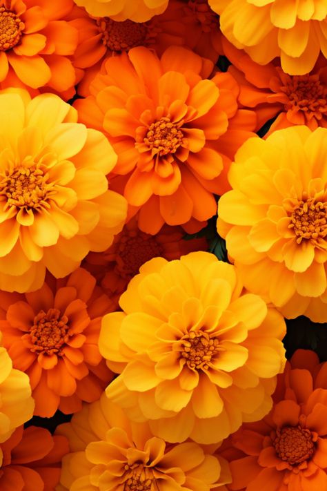 Bright yellow and orange flowers burst with energy, bringing a cheerful vibe to your phone! Flower Theme Wallpaper, Red Orange Yellow Aesthetic, Bright Orange Aesthetic, Yellow And Orange Aesthetic, Orange Flower Background, Nana Aesthetic, Busted Canvas, Yellow And Orange Flowers, Theme Wallpaper