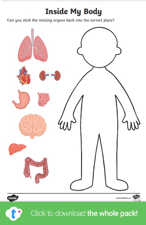 Explore the human body with this informative worksheet! Children can cut the different human body organs and put them in the right place on the body template - answer sheet included! Click to download and find more 'My Body' teaching resources over on the Twinkl website. #humanbody #mybody #organs #teachingresources #teachingideas #biology #twinkl #twinklresources #parents #homeschooling #homeeducation #worksheet Organs Activities For Preschool, Human Body Craft For Preschoolers, Inside My Body Preschool, Internal Organs Activity, Human Body Worksheets Free Printable, Organs In Body, Human Body Craft Preschool, Free Human Body Printables, Human Body Math Activities