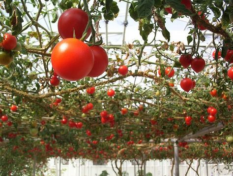 Tomatoes growing on an overhead trellis (arbor). Interesting idea! Overhead Trellis, Tomatoes Growing, Tomato Trellis, Growing Tomato Plants, Tomato Growing, Grow Tomatoes, Spring Gardening, Urban Farm, Garden Veggies