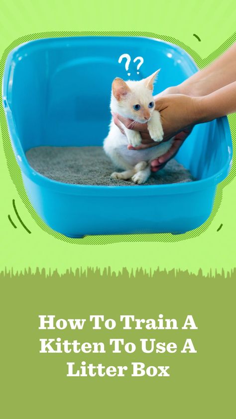 When it comes to training your kitten to use a litter box, you really don’t have to do much. A vet explains how this is possible. Litter Box Training Kittens, Litter Training Kittens, Cat Liter, Training A Kitten, Best Litter Box, Cat Health Problems, Best Cat Litter, Cleaning Litter Box, Getting A Kitten