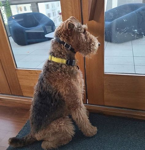 15 Reasons Why You Should Never Own Airedale Terriers | Page 3 of 4 | PetPress Airedale Terrier Grooming, Airdales Puppies, Airedale Terrier Aesthetic, Airdel Terrier, Welch Terrier, Airedale Puppy, Airedale Terrier Puppies, Adopt A Puppy, Airedale Dogs