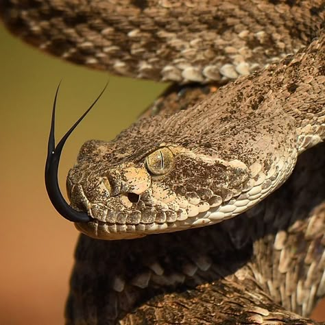 john crawley on Instagram: “Details of a Western diamondback rattlesnake. -•••- : : : : : #diamondback #rattlesnake #snake #reptiles #serpent #scales  #venomous…” Diamondback Rattlesnake Tattoo, Serpent Scales, Rattlesnake Tattoo, Timber Rattlesnake, Western Diamondback Rattlesnake, Diamondback Rattlesnake, Venom Snake, Rattle Snake, Medusa Art