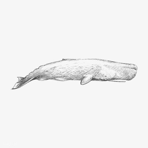 Sperm Whale Tattoo, Sperm Whale Art, November Tattoo, Whale Sketch, Beaked Whale, Bowhead Whale, Tats Ideas, Minke Whale, Whale Drawing