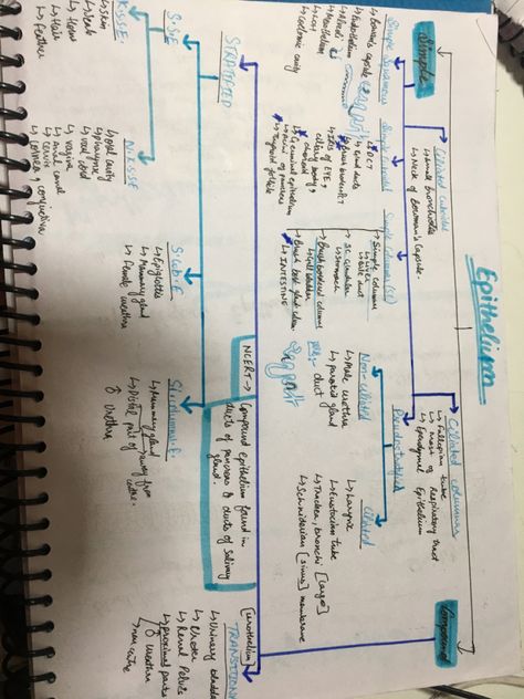 Epithelium Tissue, Zoology Notes, Easy Notes, Short Notes, Flow Chart, Zoology, Study Tips, Biology, Sheet Music