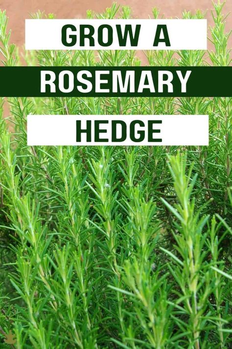 Rosemary Hedge Rosemary Hedge Design, Rosemary Border Garden, Rosemary Flower Bed, Rosemary Plant Care Outdoors, Planting Rosemary Outdoors, Small Hedges Border, Rosemary Plant Landscaping, Rosemary Shrub, Planting Rosemary