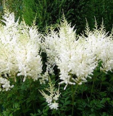 Rare Beautiful White Astilbe Chinensis 50 Seeds false spirea | Etsy Astilbe Chinensis, Astilbe Flower, False Spirea, White Astilbe, Digging Dogs, White Flowers Garden, Dog Nursery, White Plants, Moon Garden