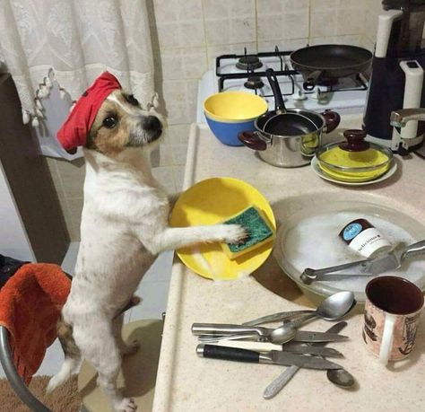 Someone has to do the dishes right? Small Dog, A Dog, Yellow