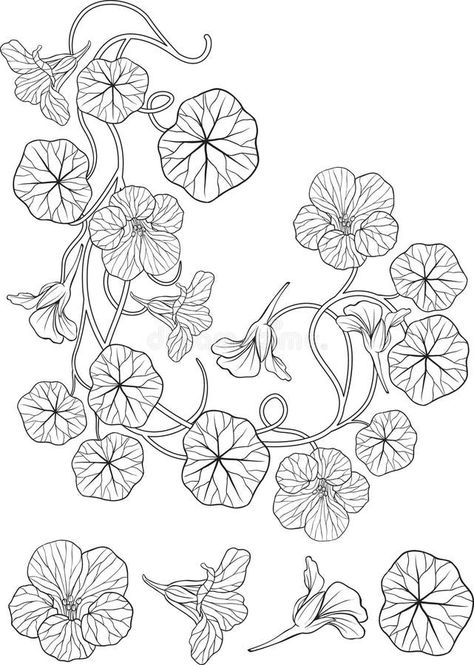 Nasturtium Flower Art Nouveau Style Tattoo Stock Vector - Illustration of ornament, nature: 21517773 Art Nouveau Floral Tattoo, Art Nouveau Tattoo Flower, Art Nouveau Tattoo Design, Nasturtium Flower, Fleurs Art Nouveau, Art Nouveau Tattoo, Motifs Art Nouveau, Nouveau Tattoo, Illustration Art Nouveau