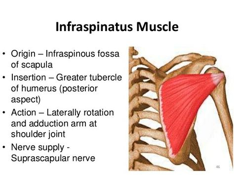 Infraspinatus Infraspinatus Muscle, Shoulder Anatomy, Anatomy Education, Human Muscle Anatomy, Remedial Massage, Home Massage, Relax Massage, Physical Therapist Assistant, Massage Therapy Business