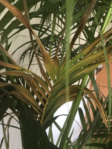 Kentia palm leaves turn brown - Gardening & Landscaping Stack Exchange Palm Plant Indoor, Palm Plant Care, Plant Leaves Turning Brown, Palm House Plants, Indoor Palm Trees, Majesty Palm, Majestic Palm, Indoor Palms, Kentia Palm