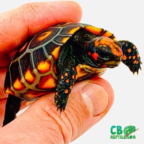 Cherry head tortoise care sheet | cherry head red footed tortoise care Indian Star Tortoise, Turtles For Sale, Red Footed Tortoise, Land Turtles, Tortoise Food, Tortoise Table, Tortoise Enclosure, Leopard Tortoise, Tortoise Care