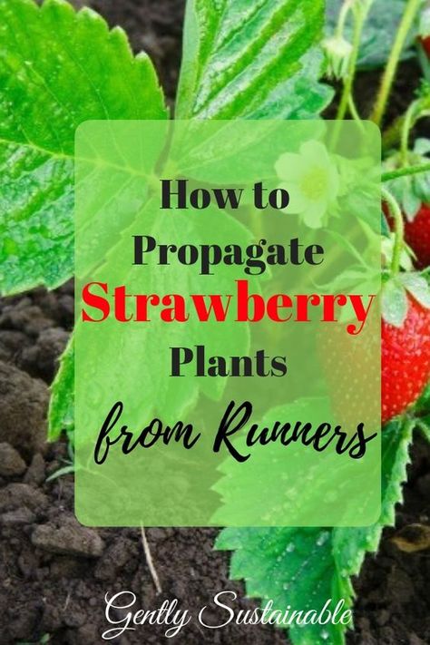 Strawberry Runners, Growing Tomatoes Indoors, Growing Tomatoes In Containers, Strawberry Planters, Strawberry Garden, Organic Vegetable Garden, Growing Strawberries, Strawberry Patch, Aquaponics System