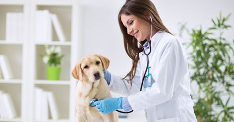 What to Expect During Your Pet's Yearly Veterinary Exam #vet #petcare #pets #veterinarymedicine #veterinary #veterinarytechnician #petparents Vet Illustration, Veterinary Clinic Design, Vet Aesthetic, College Graduation Photography, Recovery From Surgery, Dog Owner Tips, Vet Nursing, Veterinary Nurse, Grooming Salons